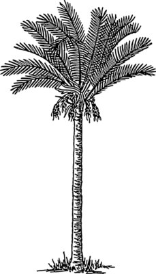 warszawianka Date palm