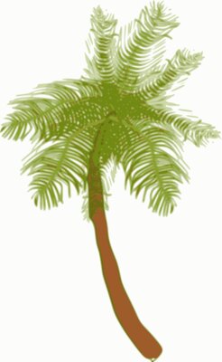 biswajyotim Coconut tree  2 
