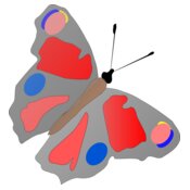 Machovka butterfly