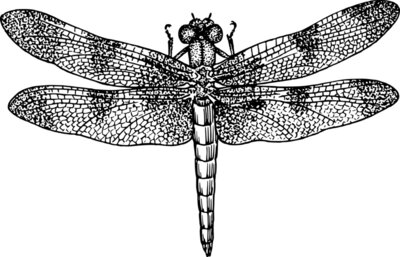 kattekrab Dragonfly