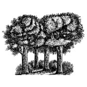 warszawianka Group of trees