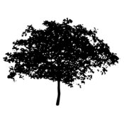 tree8