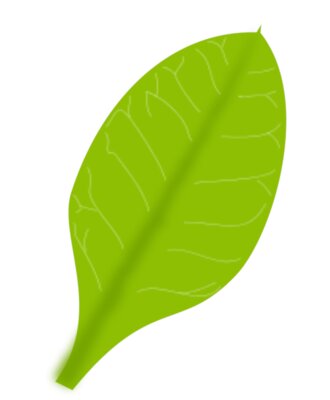 leaf daun