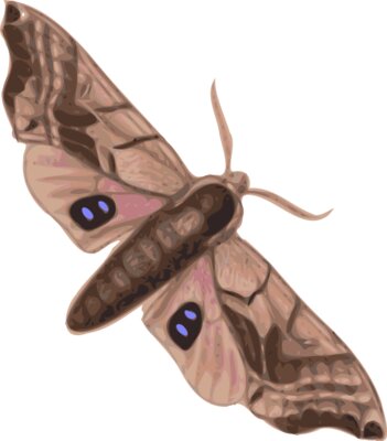 jbruce moth  smerinthus geminatus  top view