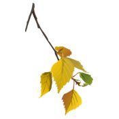birch leaf autumn  2 