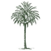 johnny automatic date palm